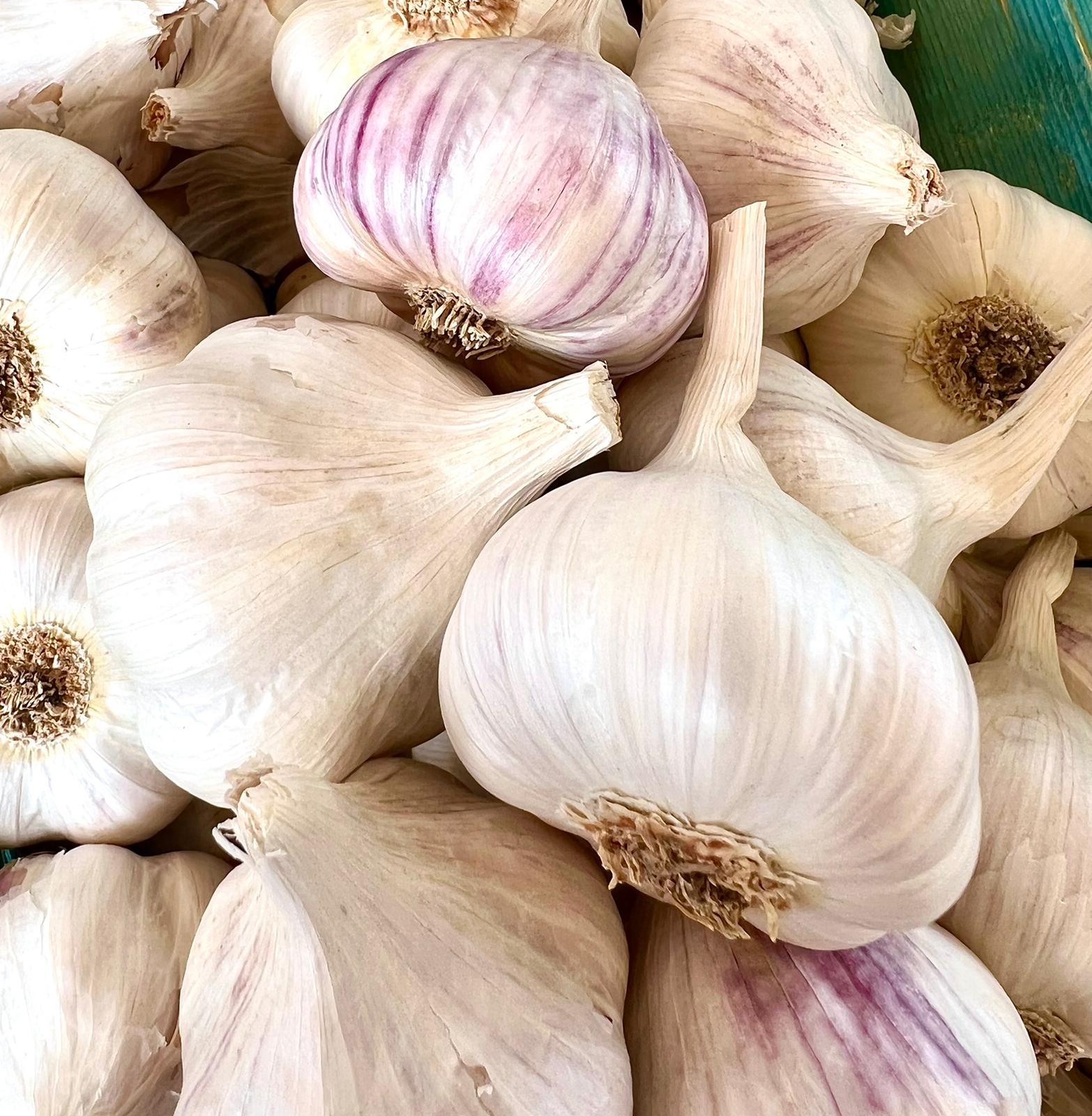 Alte Deutsche Sorte - unser Ursprünglicher wie früher - Knoblauch
