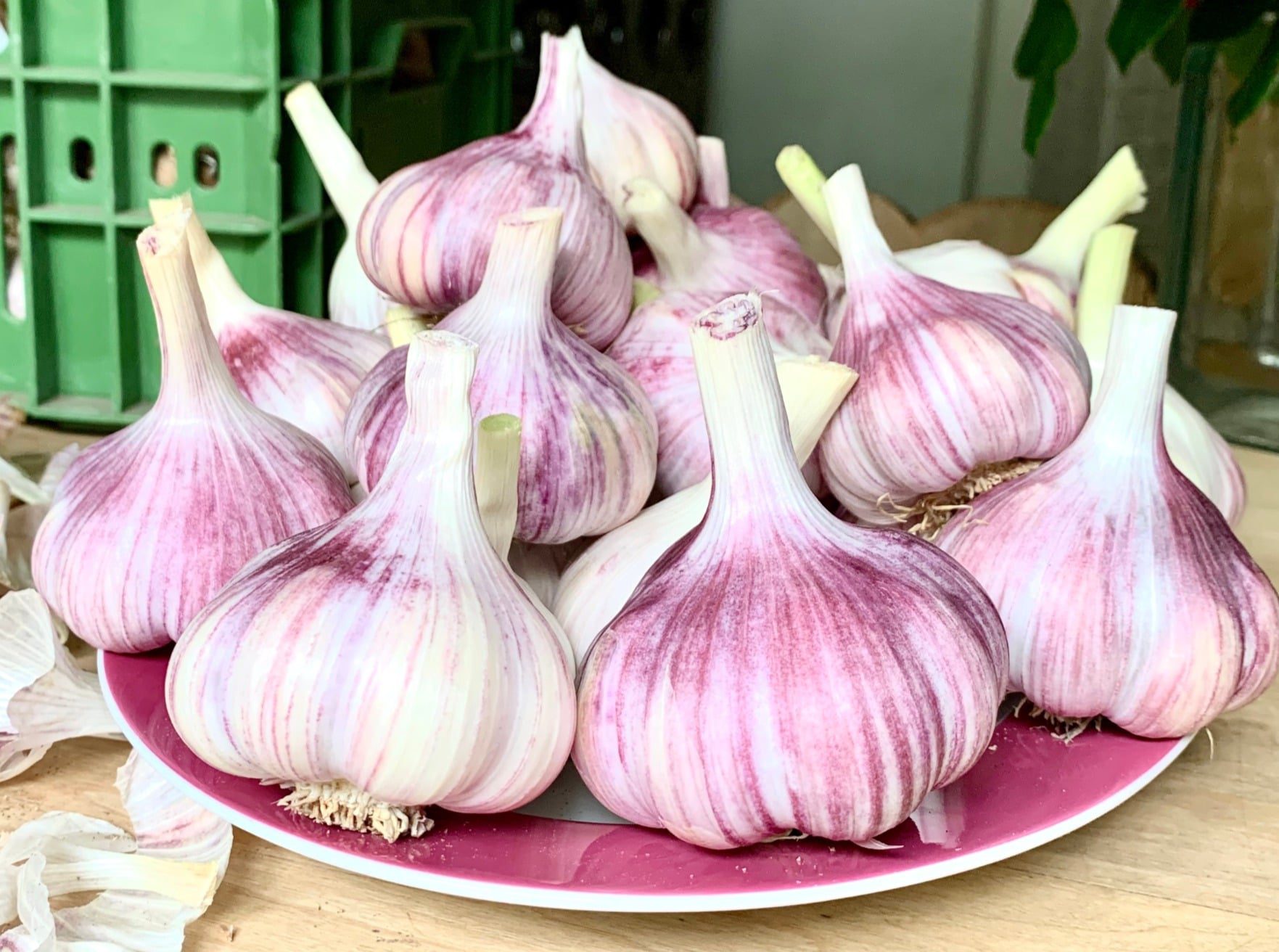 Frischer Deutscher Knoblauch - eigener Anbau - direkt vom Feld - ab Juni