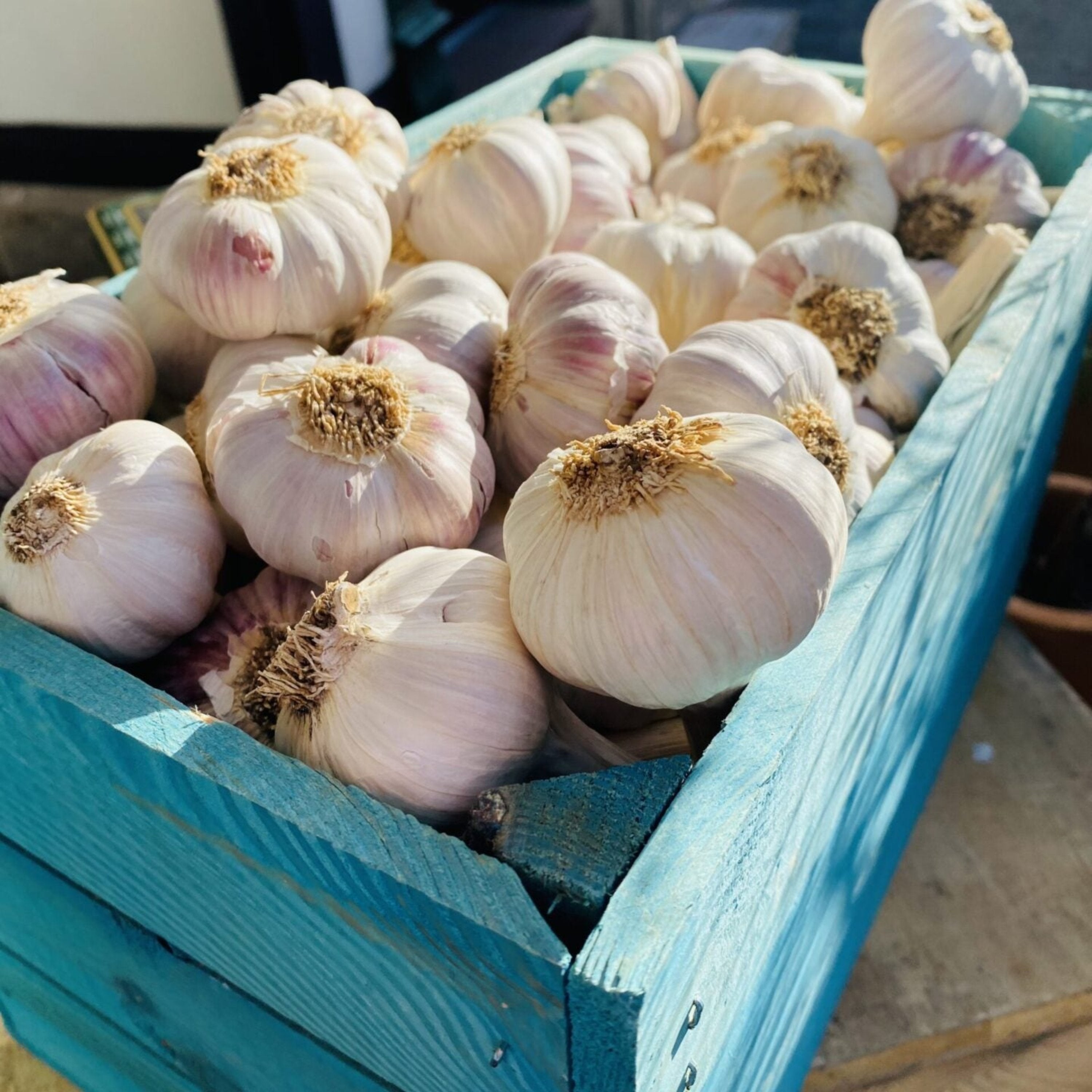Unser Kraftpaket - strotzt vor Kraft - Knoblauch