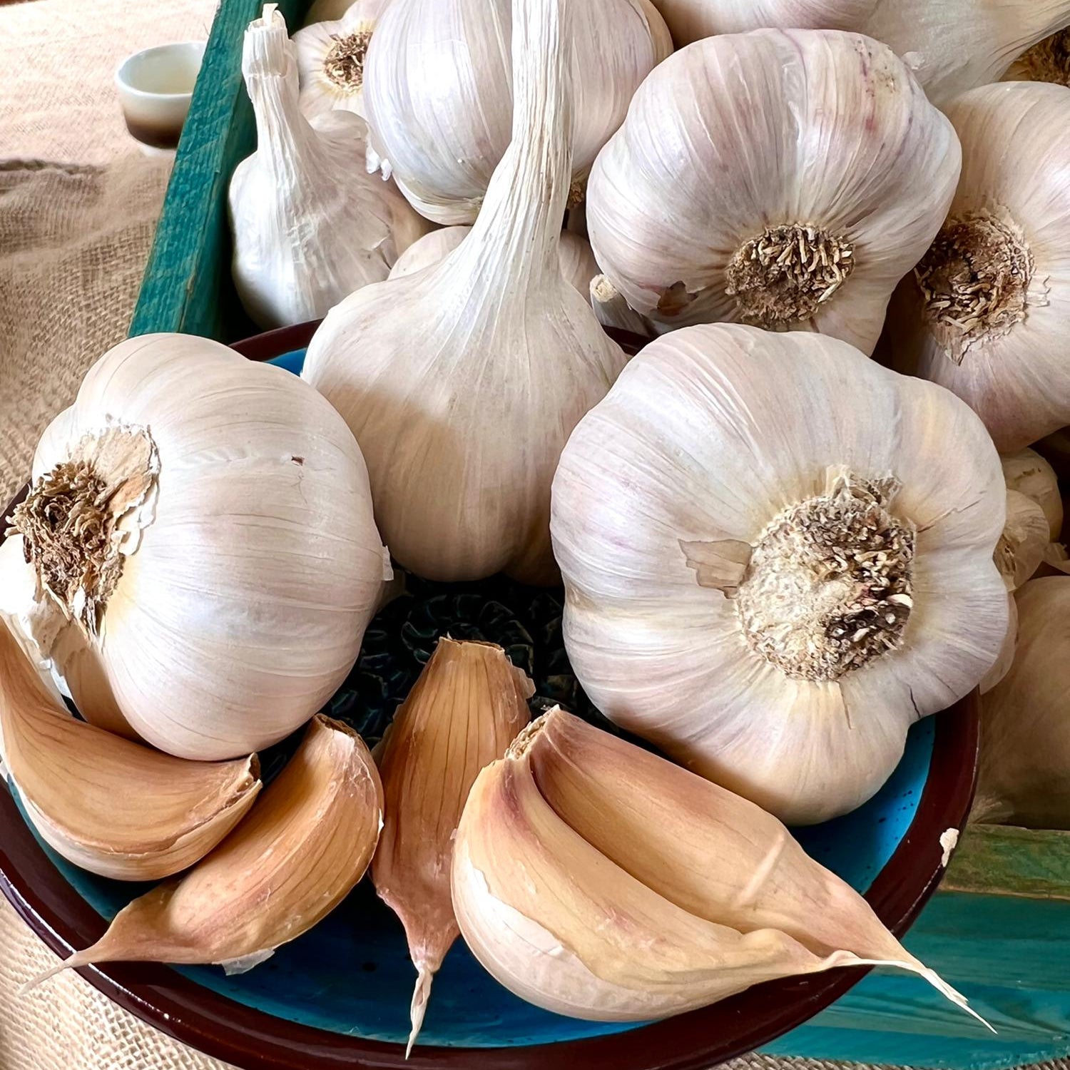 Horst - alte DDR Sorte - Knoblauch