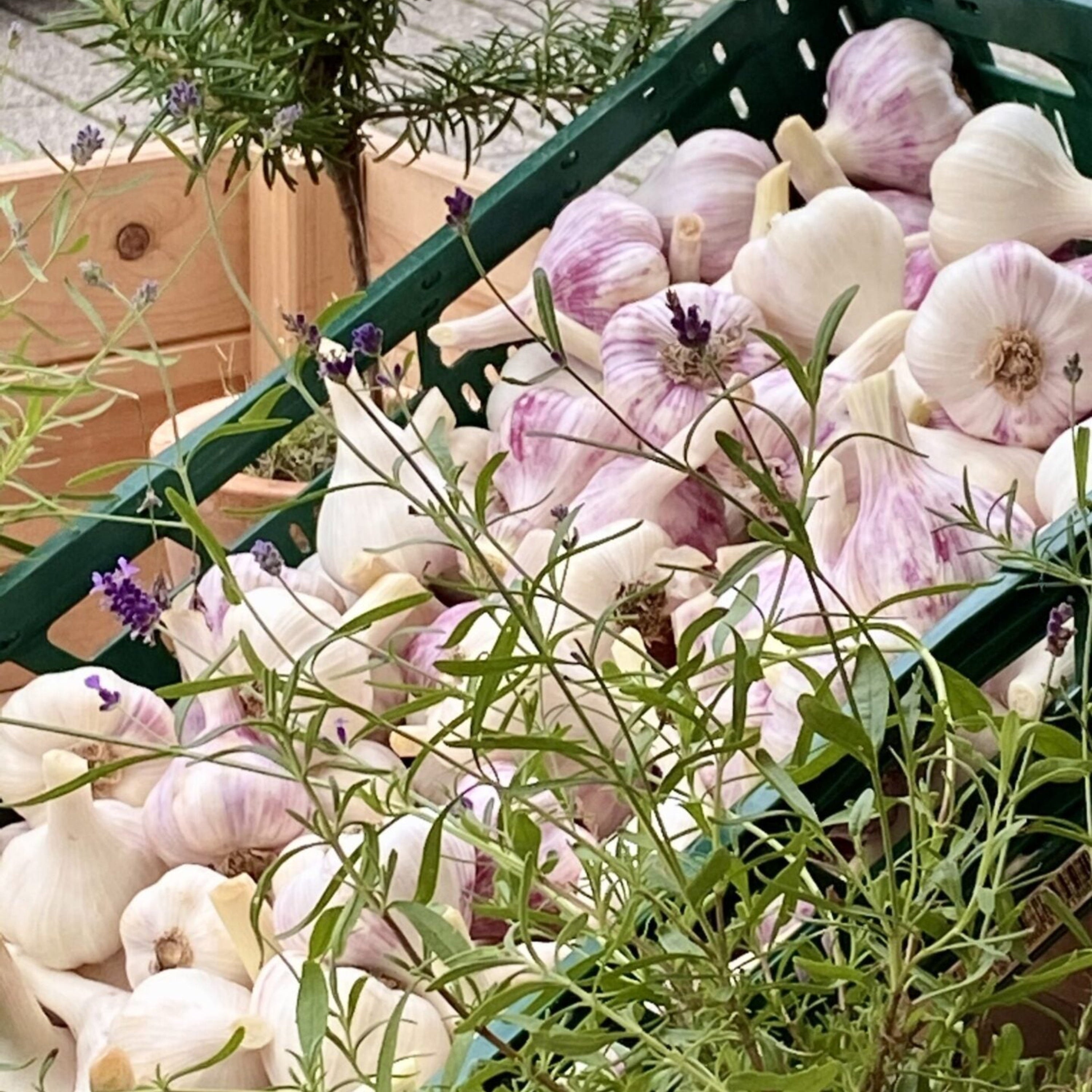 Frischer Deutscher Knoblauch - eigener Anbau - direkt vom Feld - ab Juni