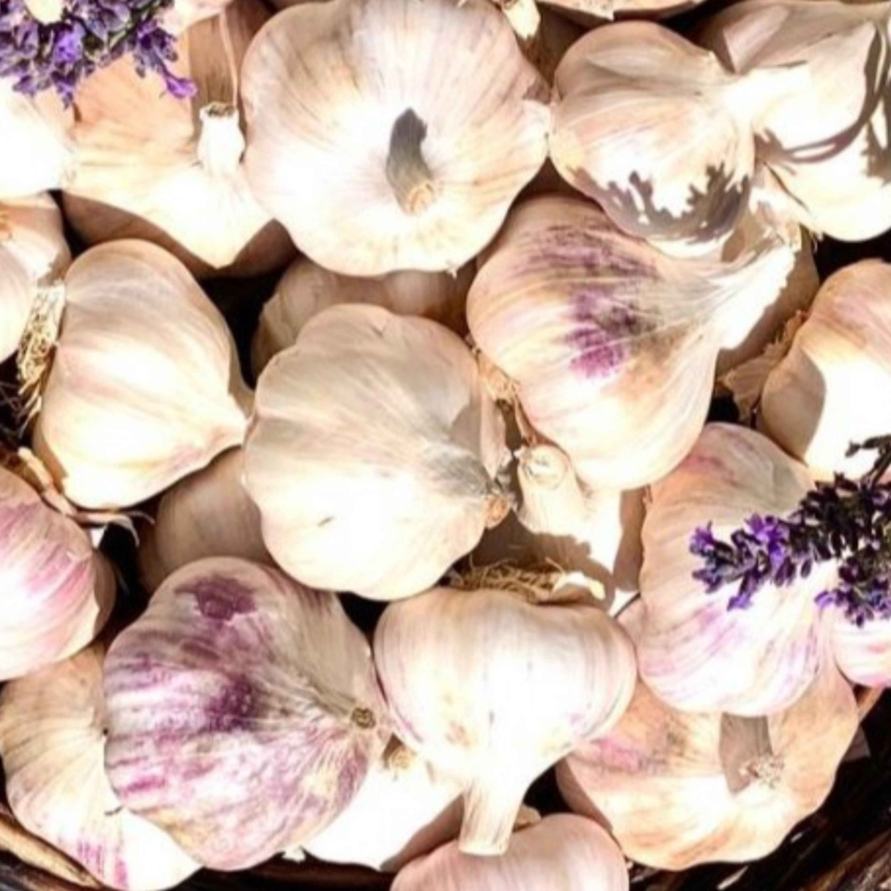 Unser Alleskönner - ein delikates Universalgenie - Knoblauch