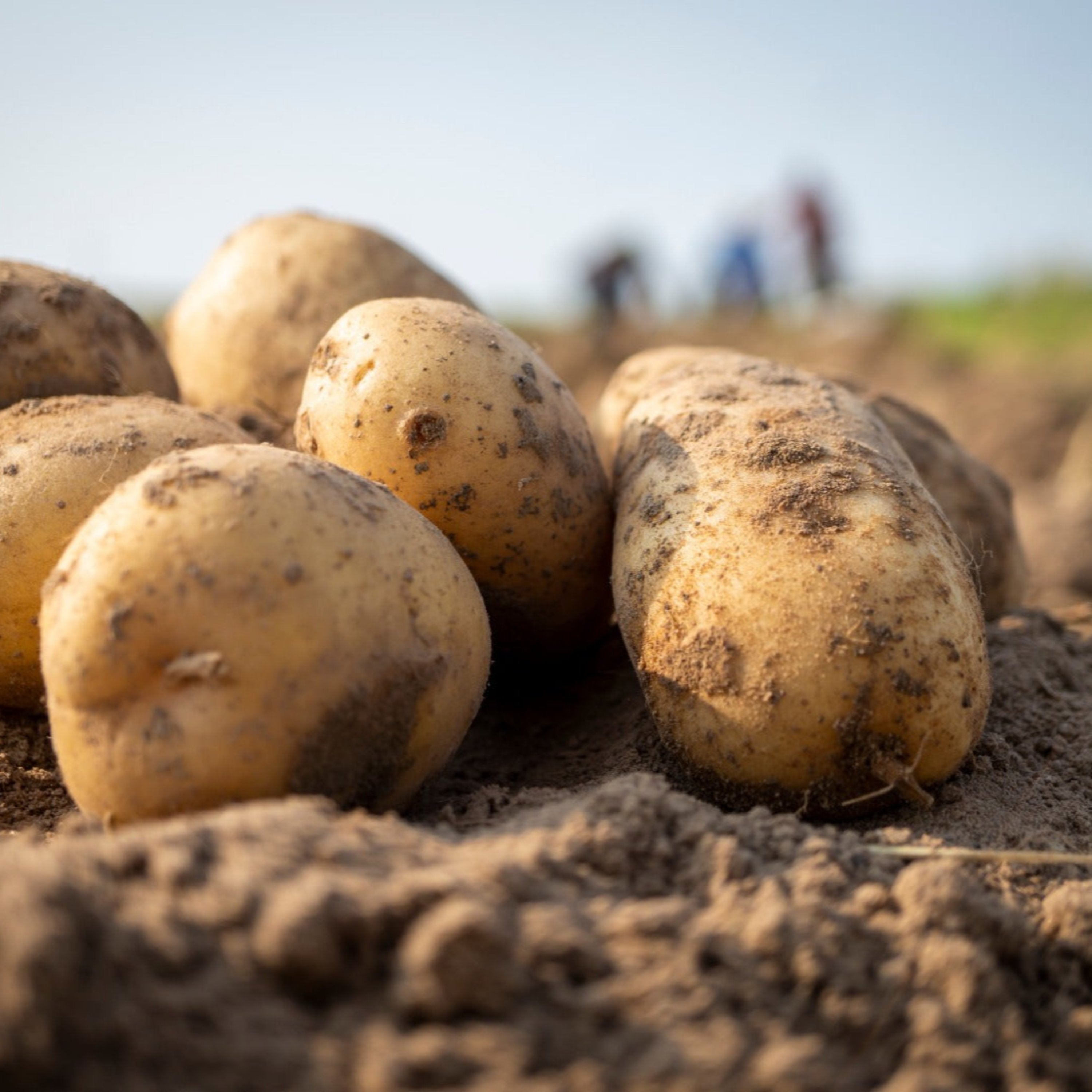 Unsere gefeierte Linda - festkochend