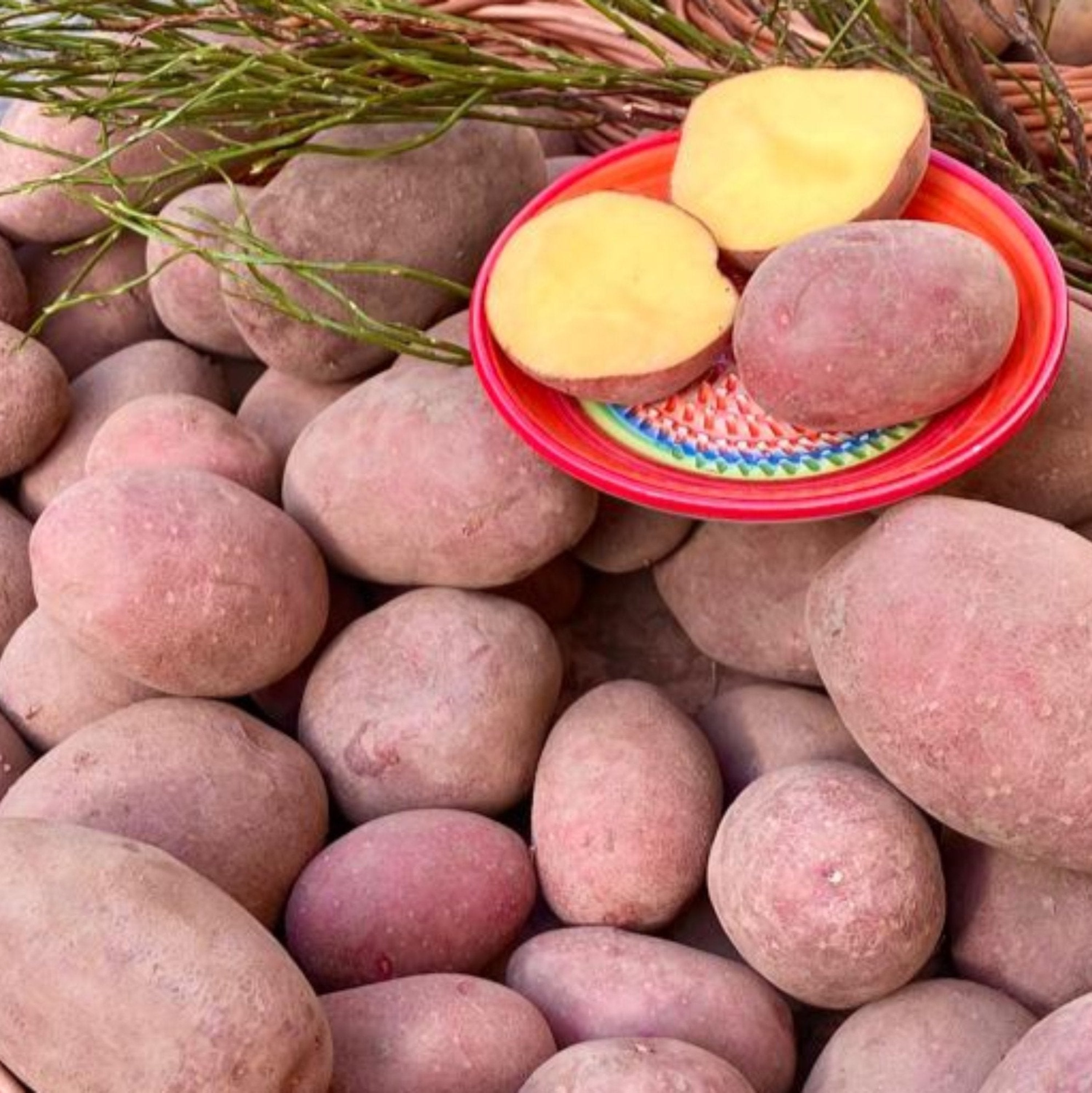 Unsere schöne Rote Laura - Frische Ernte - Bio - vorwiegend festkochen Unsere schöne Rote Laura - Frische Ernte - Bio - vorwiegend festkochen
