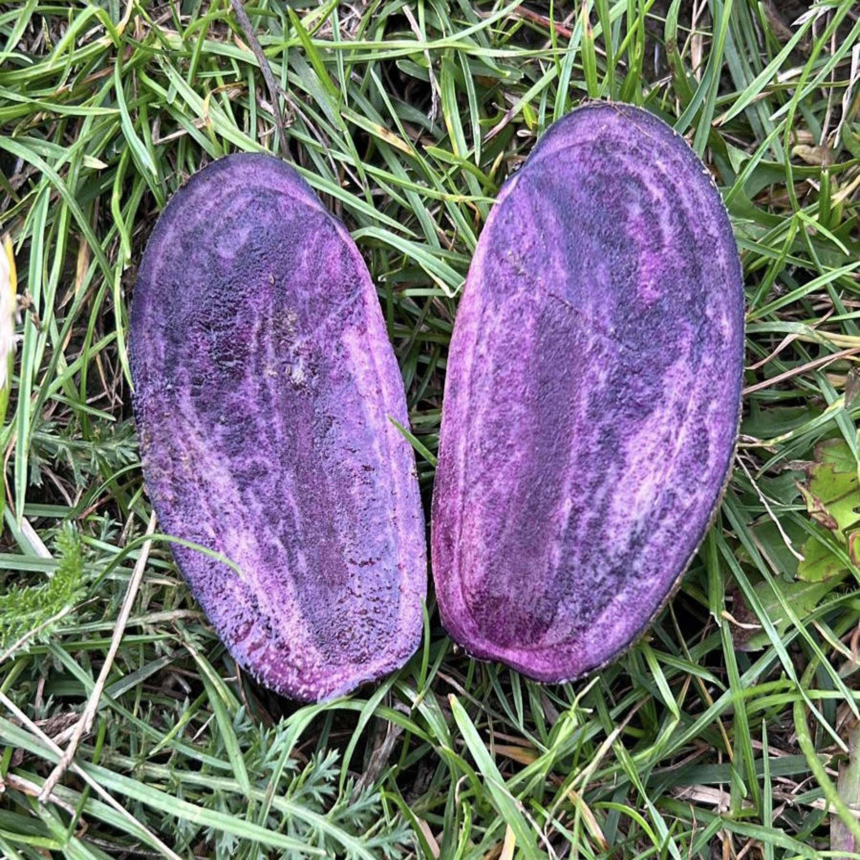 Unsere Violetta - eine alte Sorte Unsere Violetta - eine alte Sorte