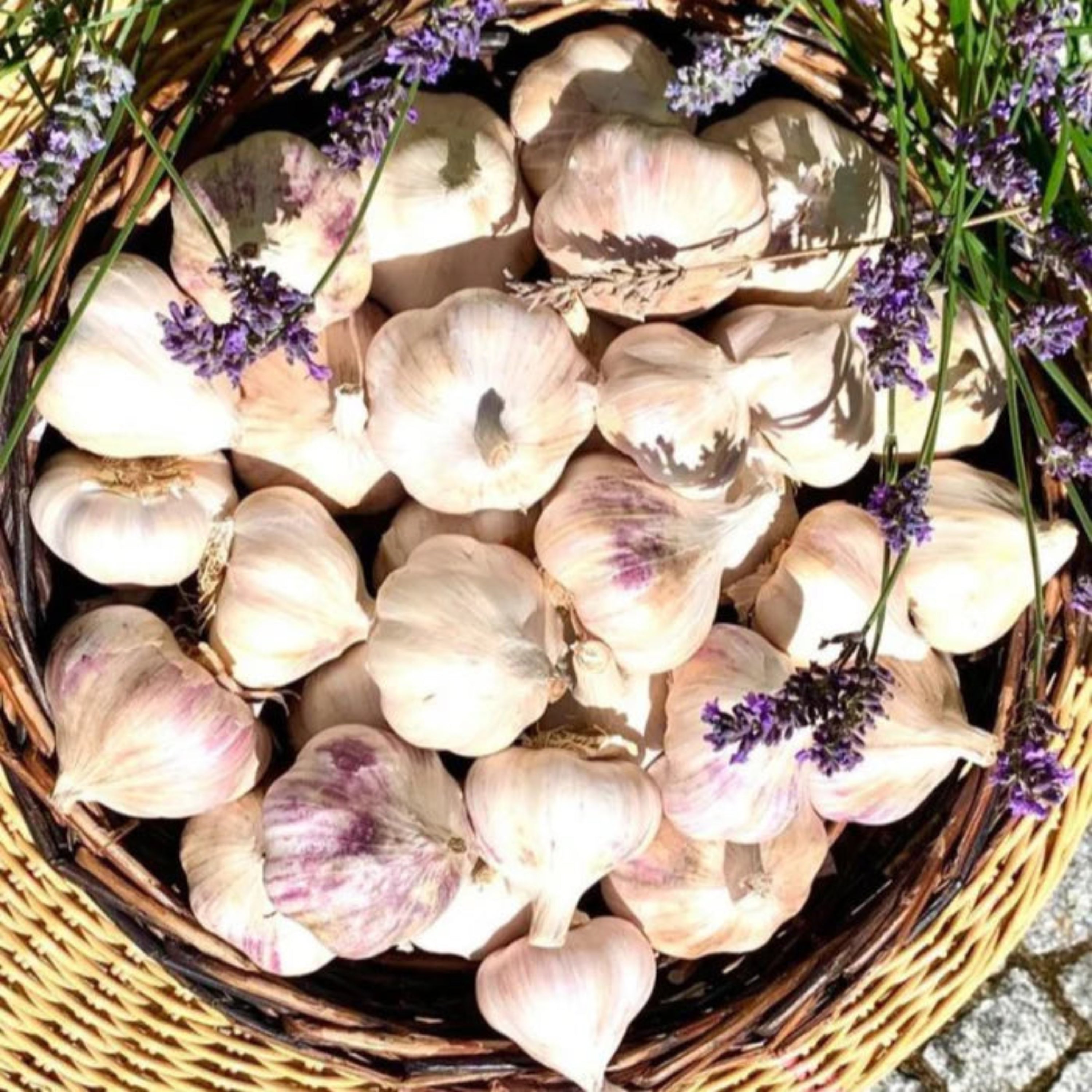 Unser Alleskönner - ein delikates Universalgenie - Bio