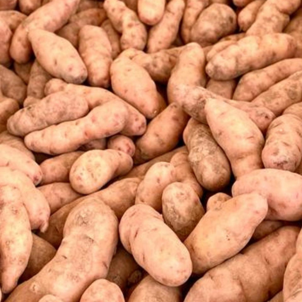 Viele längliche Hörnchen-Kartoffeln mit heller Schale dicht an dicht