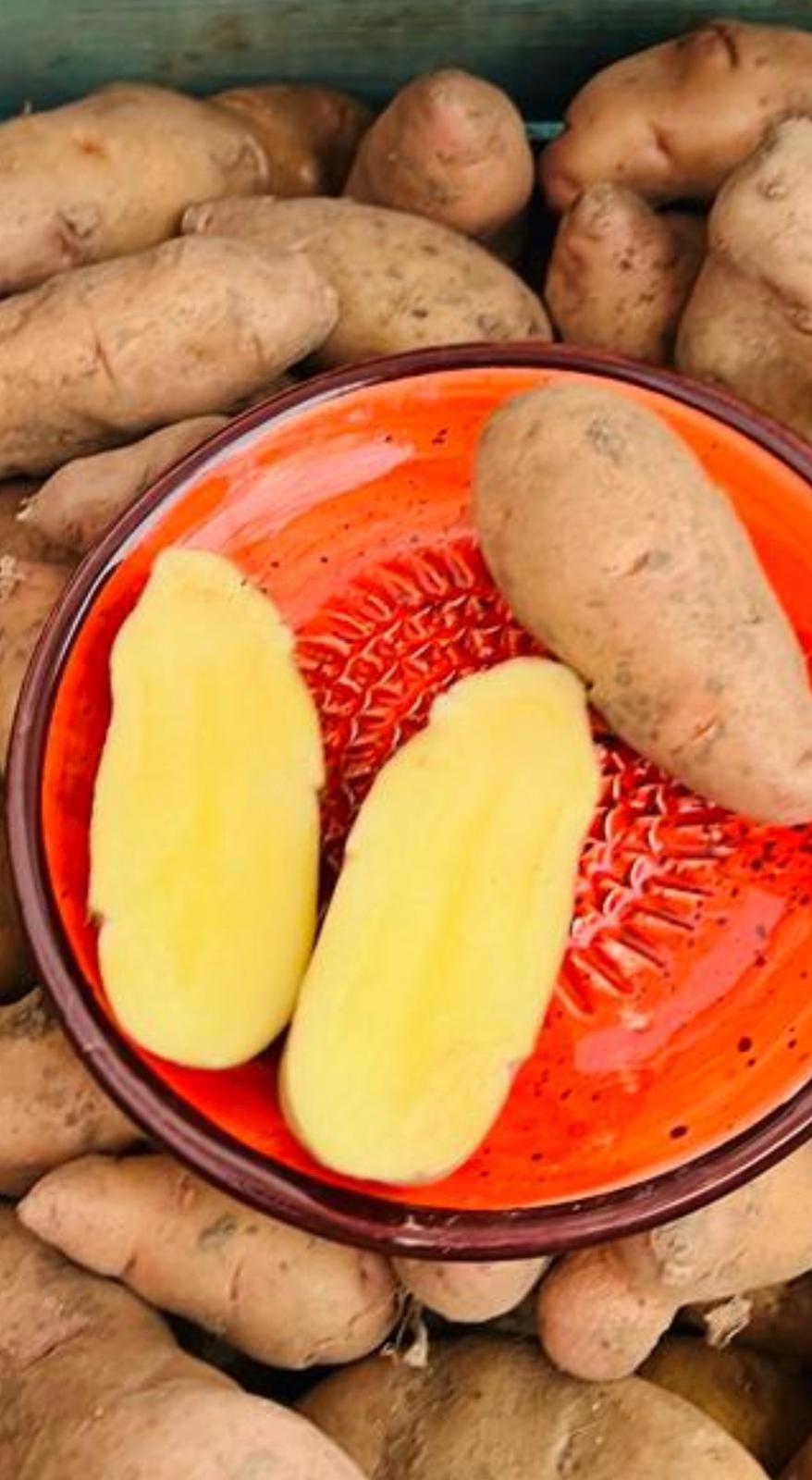 Längliche Hörnchen-Kartoffeln, zwei Hälften mit gelbem Fleisch in einer orangefarbenen Schale