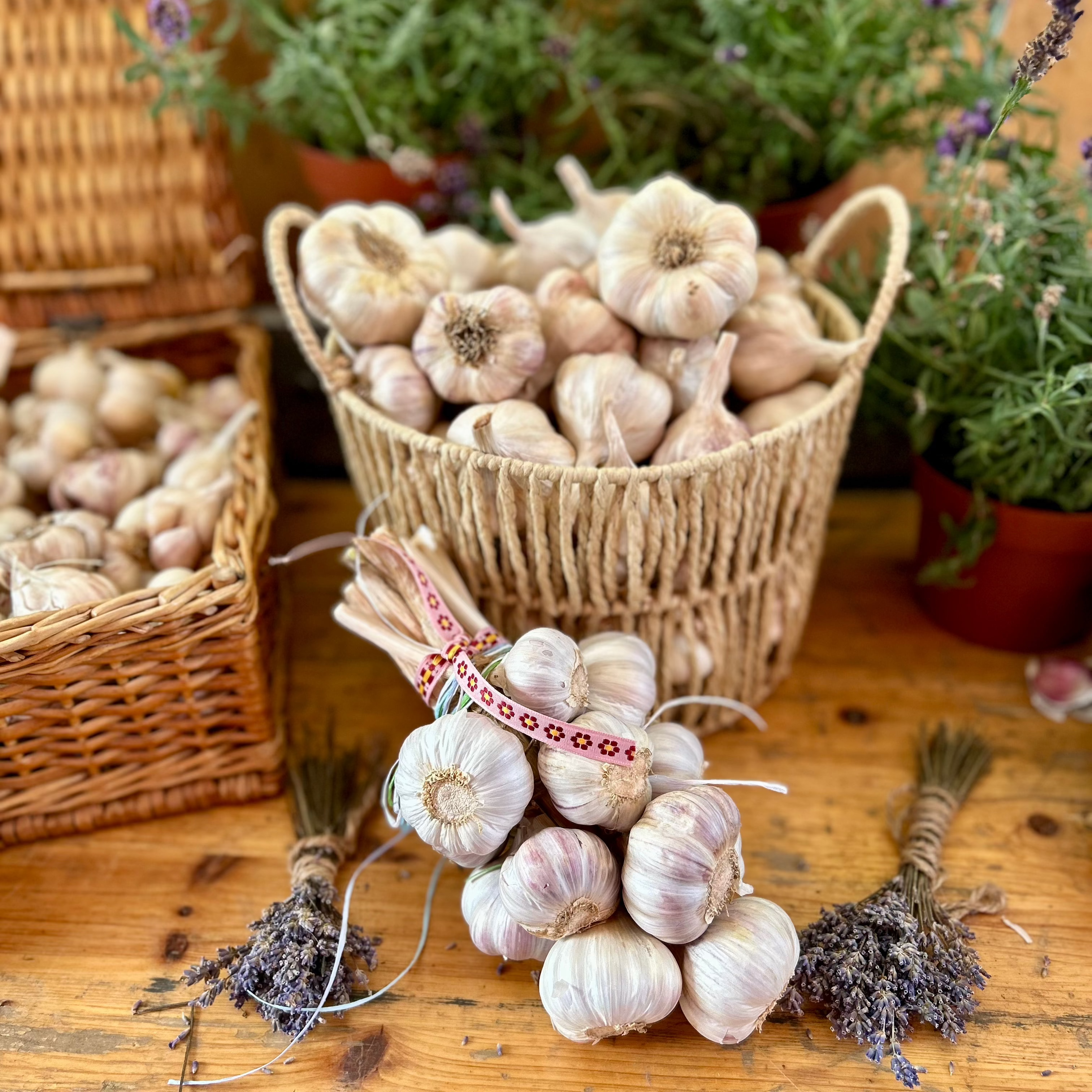 Handgebundener Knobi-Zopf vor Körben voller Knoblauchknollen und Lavendel auf einem Holztisch