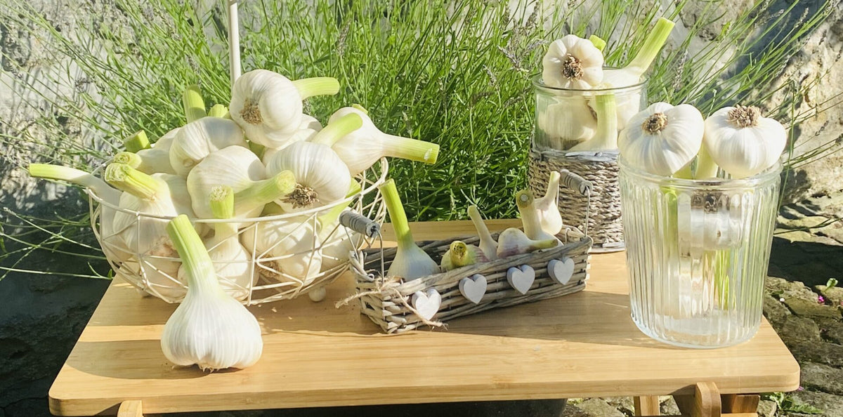 Wie lagert man Knoblauch am besten?