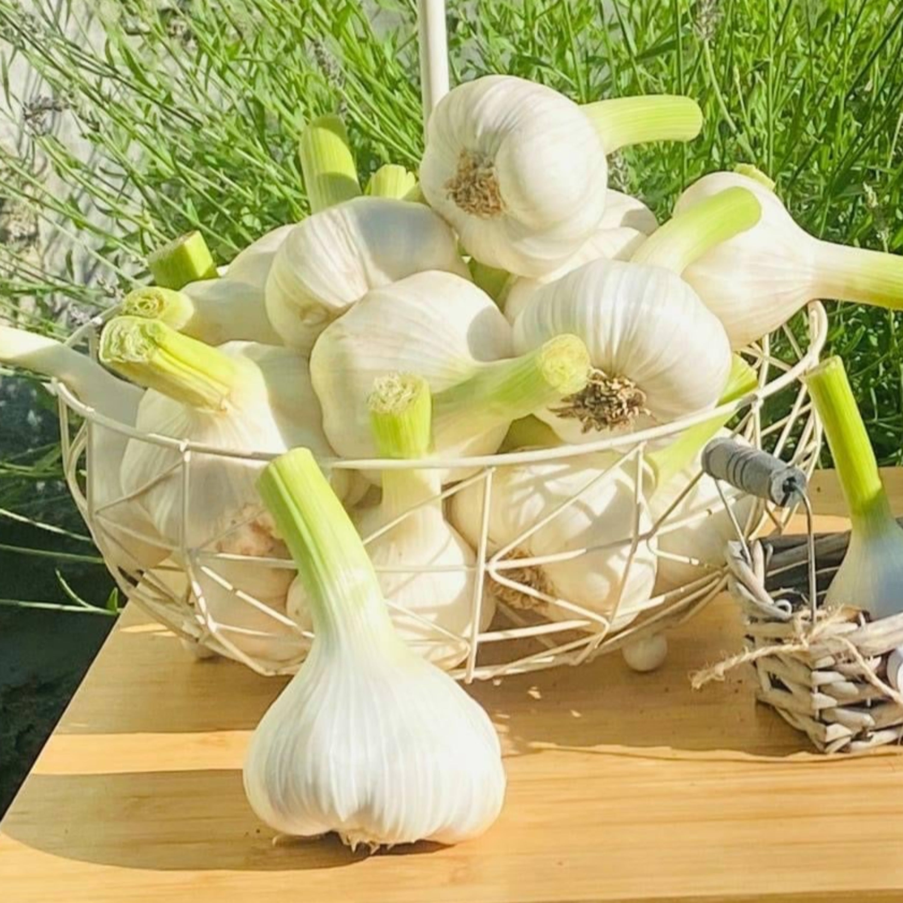 Frischer Deutscher Knoblauch - eigener Bio-Anbau - direkt vom Feld -