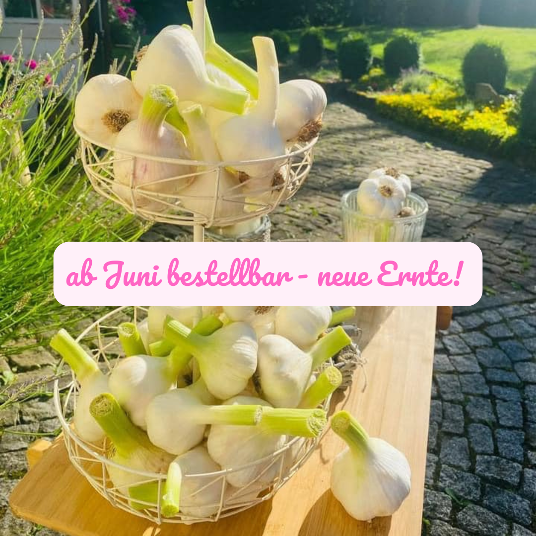 Frischer Deutscher Knoblauch - eigener Bio-Anbau - direkt vom Feld - ab Juni 2026