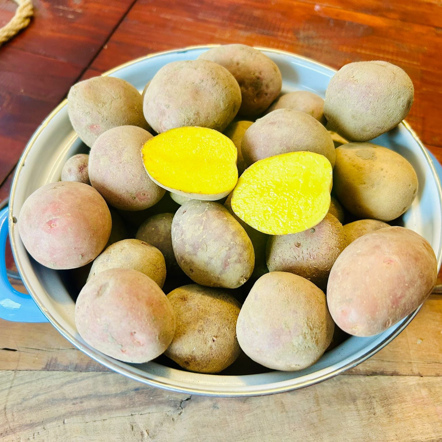 Drillinge von unserer Belana - der Klassiker! bio