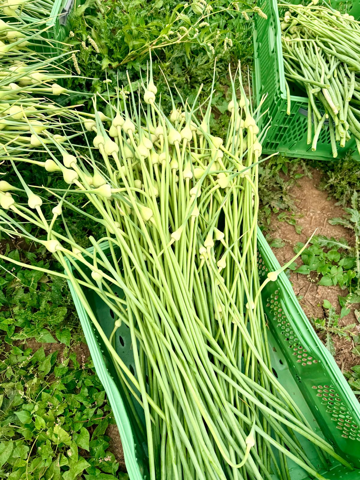 Knoblauch-Blüten-Stängl 5 Stück ca. 100 gr.