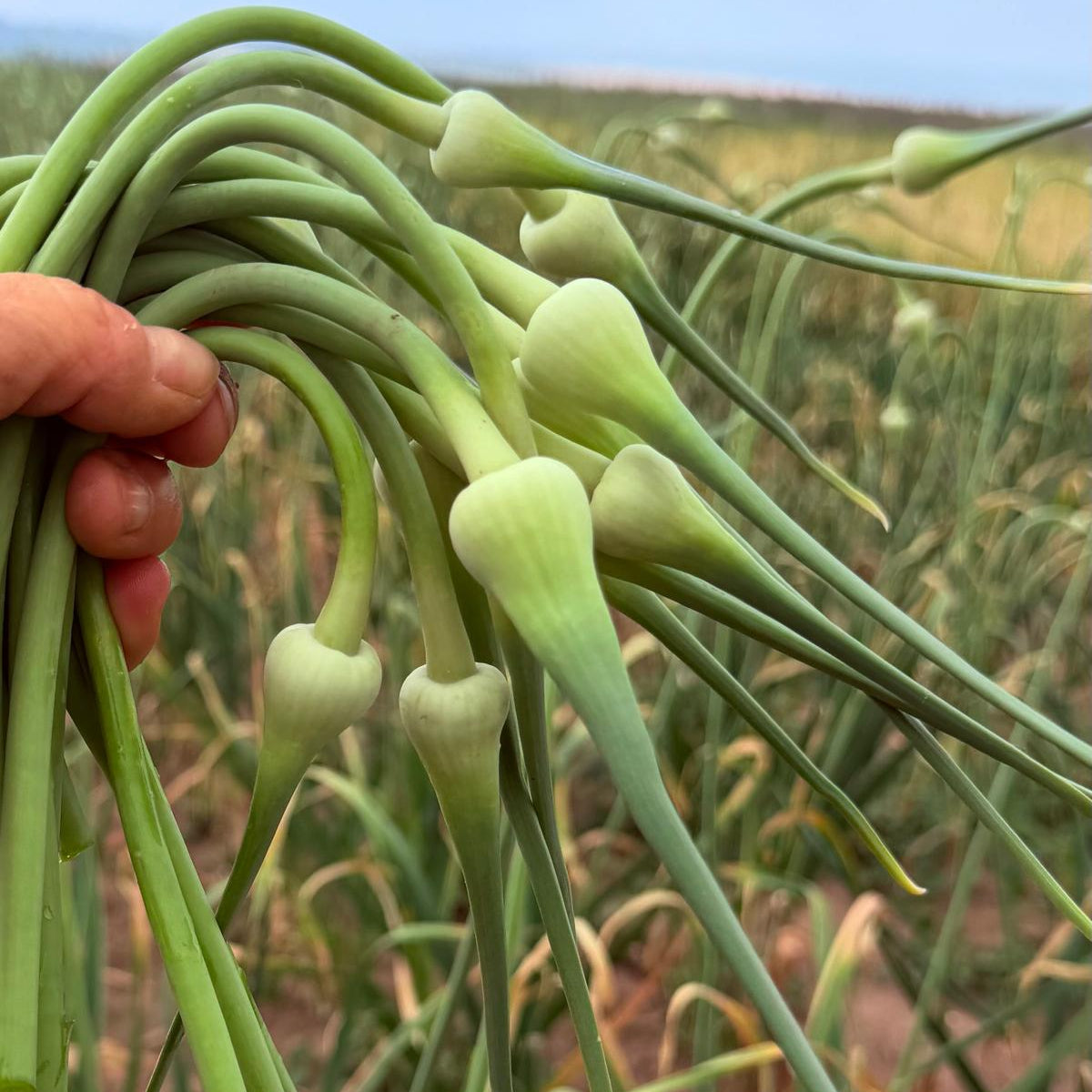Knoblauch-Blüten-Stängl 5 Stück ca. 100 gr.