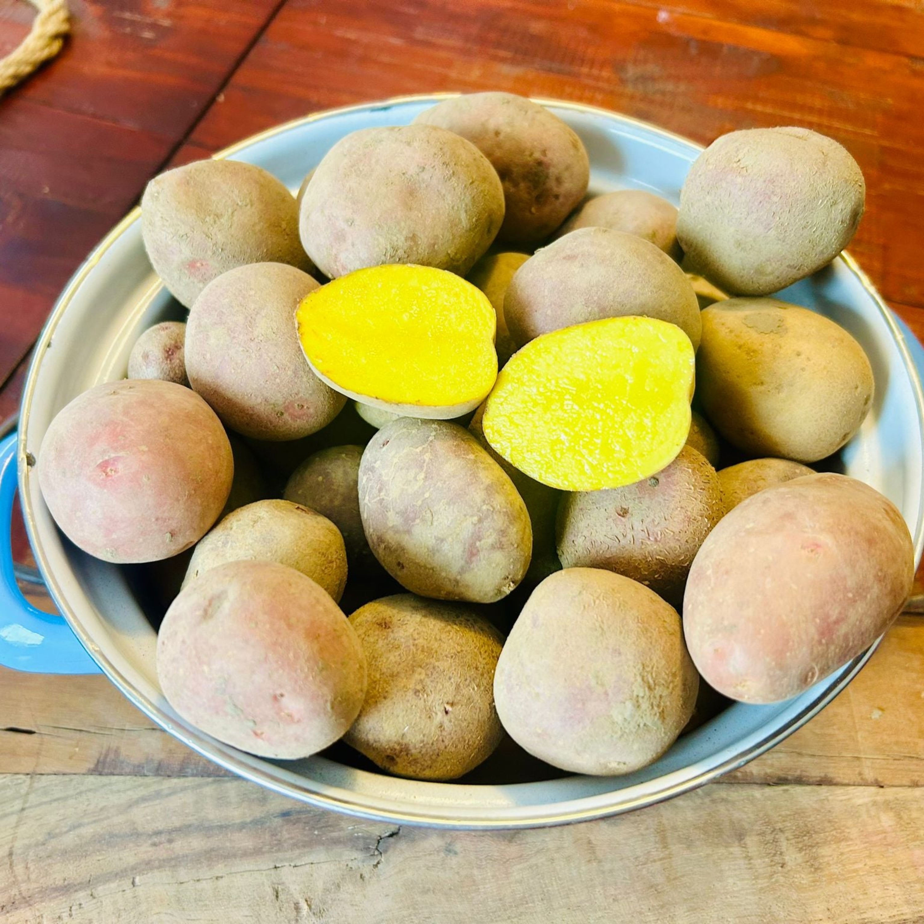Kleine Kartoffeln der Alten Sorte Maria in einem hellblauen Emailletopf, zwei Hälften mit gelbem Fleisch