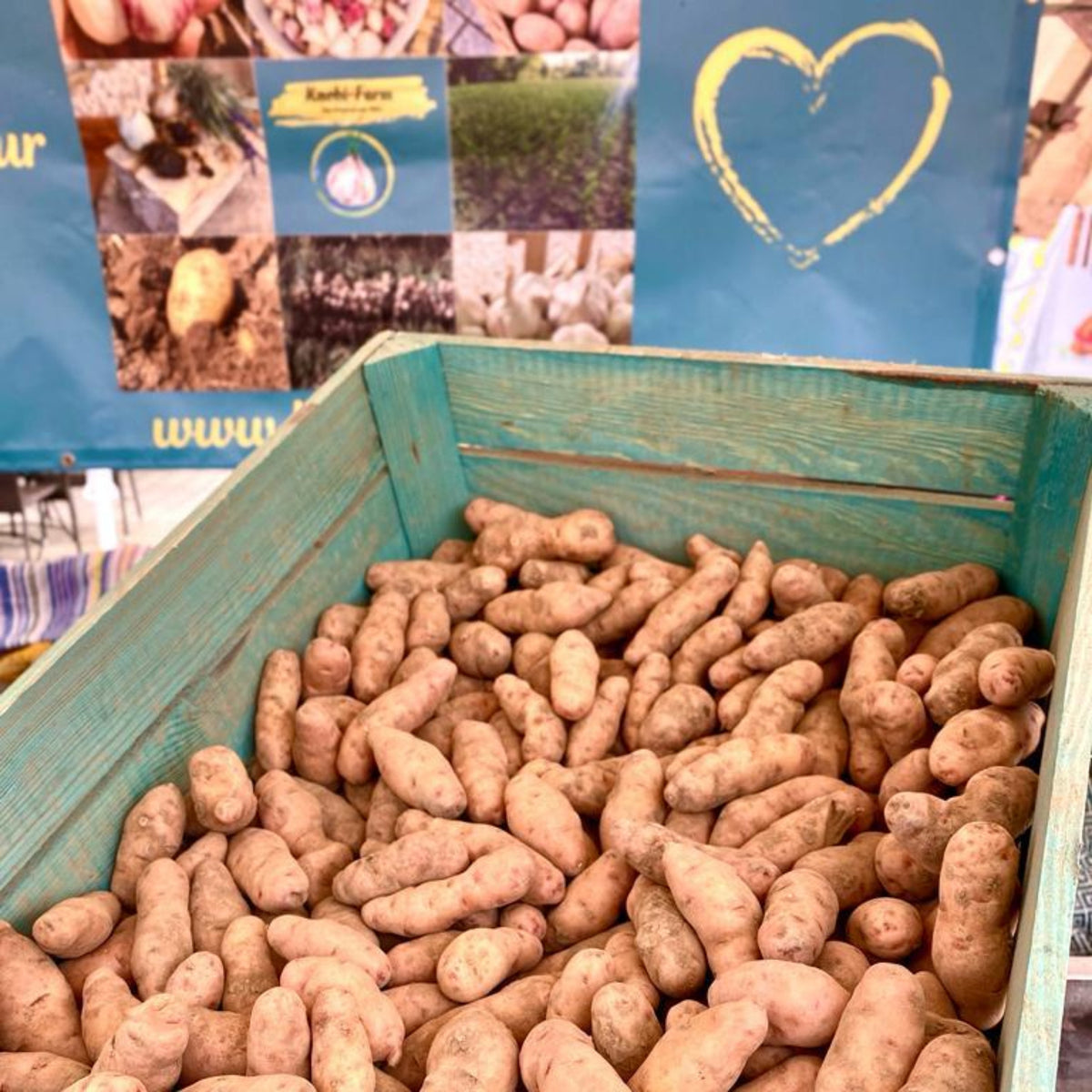 Türkisfarbene Holzkiste voller länglicher Hörnchen-Kartoffeln vor einem Knobi-Farm-Banner
